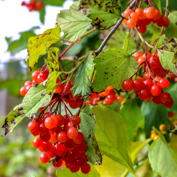 Kalyna viburnum berries on the branch